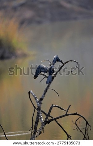 Image of an oriental Darter