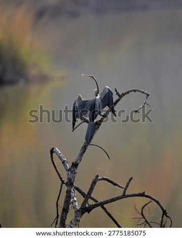 Image of an oriental Darter