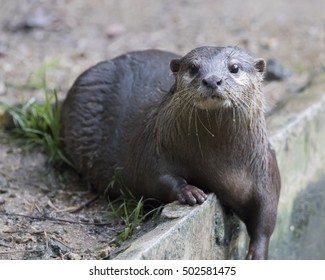 baby otter images stock photos vectors shutterstock https www shutterstock com image photo image otter on nature background 502581475