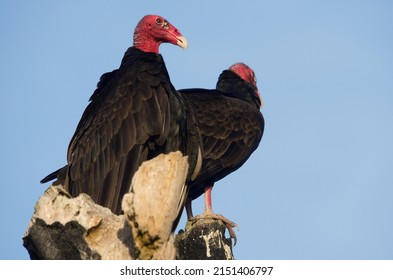 Image Of A Pair Of Turkey Vultures, Cathartes Aura, In Early Morning Light Shown Perched. Photo Taken In Chiriqui, Western Panama.