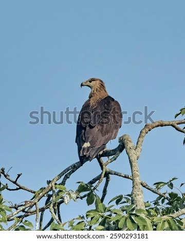Image of Pallas fish eagle 