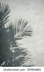 An Image Of Palm Leaf Shadow On The Wall