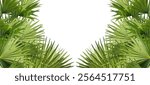 A image of Palm tree Frame perfect for design, nature-themed projects, or as a decorative element, Lush Green Fan palm tree Leaves Arranged for frame mockup on png background, The fan palm 