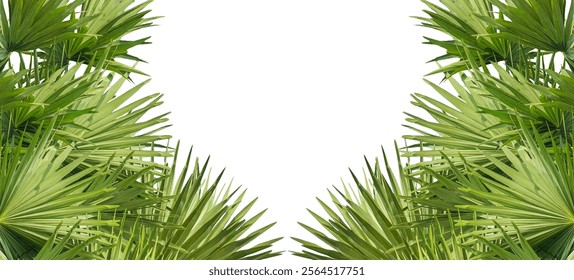 A image of Palm tree Frame perfect for design, nature-themed projects, or as a decorative element, Lush Green Fan palm tree Leaves Arranged for frame mockup on png background, The fan palm 