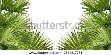 A image of Palm tree Frame perfect for design, nature-themed projects, or as a decorative element, Lush Green Fan palm tree Leaves Arranged for frame mockup on png background, The fan palm 