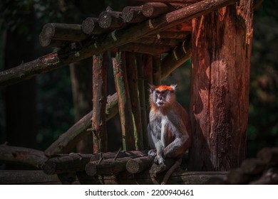 Image Of A Patas Monkey.