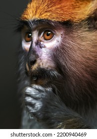 Image Of A Patas Monkey