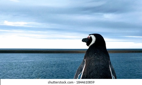 壁紙 ペンギン の写真素材 画像 写真 Shutterstock