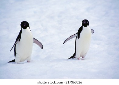 Photo de Pingouin sur les îles de Yalour, Antarctique : photo de stock