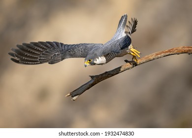 An image of a peregrine falcon taking off
