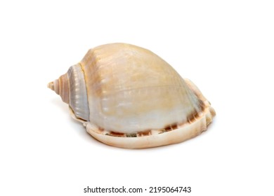 Image of phalium glaucum shell, common name the grey bonnet or glaucus bonnet, is a species of large sea snail, a marine gastropod mollusk in the family Cassidae, the helmet snails and bonnet snails.