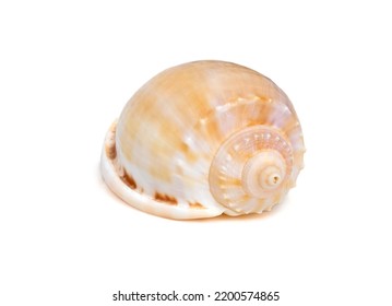 Image of phalium glaucum shell, common name the grey bonnet or glaucus bonnet, is a species of large sea snail, a marine gastropod mollusk in the family Cassidae, the helmet snails.
