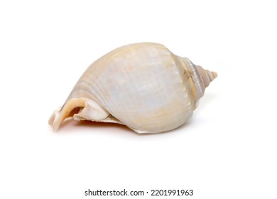 Image of phalium glaucum shell, common name the grey bonnet or glaucus bonnet, is a species of large sea snail, a marine gastropod mollusk in the family Cassidae