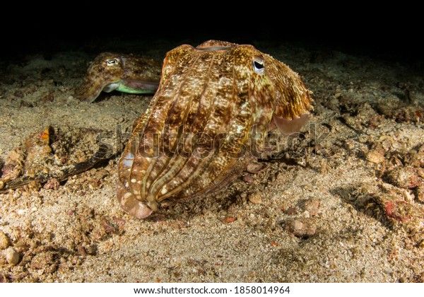 Image of a Pharoah\
Cuttlefish on the sea bed looking into the lens as another is in\
the background next to the coral reef of Richelieu Rock, Surin\
Islands in Thailand.