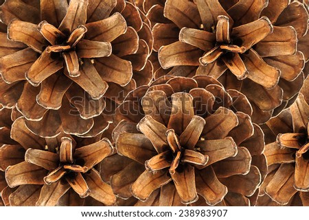 The image of a pine cones