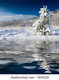 The image with a pine covered with a snow under the blue sky