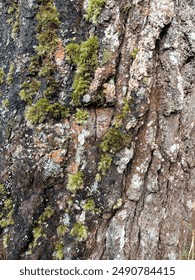 Image of pine tree bark