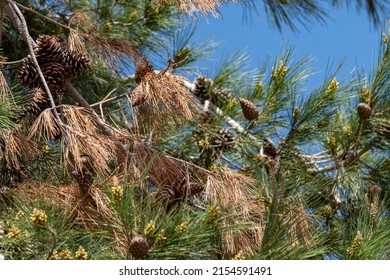 Image Of Pinecone Tree Branches And Leaves Taken With Selective Focus.