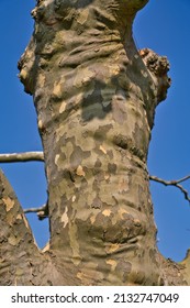image of a platan tree bark texture