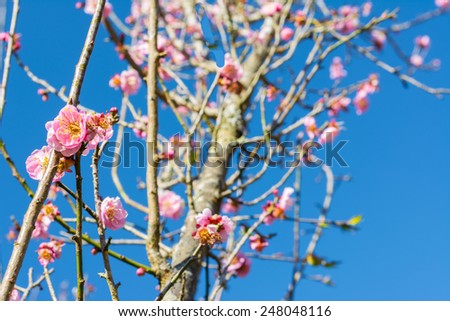 image of plum flower with blue sky background.