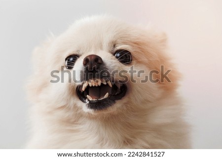 Image of a Pomeranian angry