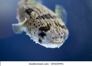 Image Of Porcupine Fish