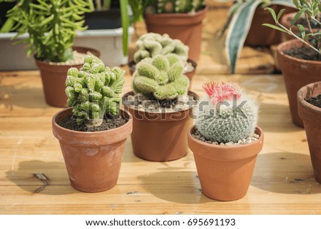 Image of potted cactus plants.