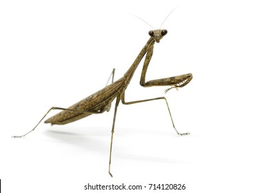 189 Carolina mantis Images, Stock Photos & Vectors | Shutterstock