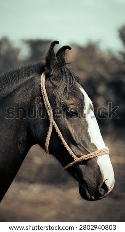The image presents a dignified and intimate side-profile portrait of a dark-coated horse, captured against a softly blurred natural backdrop. In the foreground, the horse's head and neck are the primary subjects, showcasing a sleek, deep brown coat contrasted by a prominent, crisp white blaze running down the bridge of its nose. The horse features distinct, subtly curled ear tips and is fitted with a simple, rustic rope halter that adds a tactile, earthy element to its appearance. The middle ground captures the horse’s eye, which is closed in a serene expression, emphasizing a mood of calm and gentle composure. The background consists of a heavily out-of-focus, neutral-toned landscape, likely a field or wooded area, rendered in soft, muted tones of brown and grey that allow the horse to stand out in sharp focus. The lighting is soft and diffuse, likely natural outdoor light, which illuminates the contours of the horse's face and highlights the fine texture of its coat and mane. The composition, utilizing a shallow depth of field and a tight framing, creates a portrait that feels both quiet and deeply respectful of the subject's peaceful nature.
