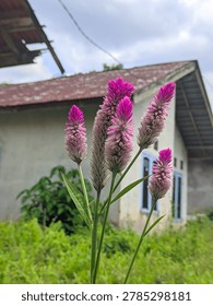 The image presents a sharp macro shot focused on the fluffy blossoms of a Celosia argentea plant