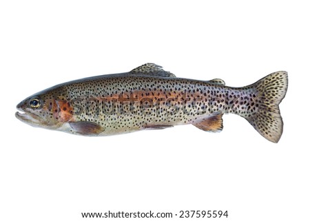 Image of a pristine native rainbow trout isolated on white background