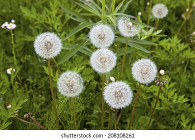 An image of Puffball