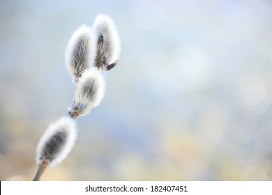 An Image Of Pussy Willow