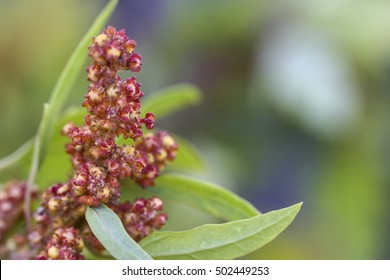 Image Of A Quinoa Plant