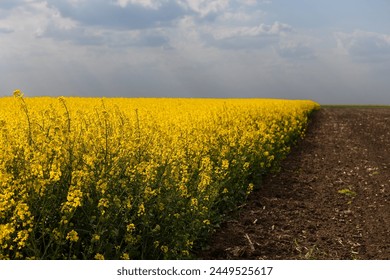 Image of rain-laden clouds arriving over a large rapeseed canola plantation - Powered by Shutterstock