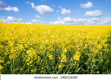 An image of a rape field spring background