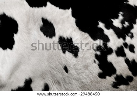 an image of a real cows hide in black and white clearly showing the fur and texture.