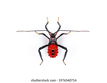 Image of red assassin bug isolated on white background. Animal. Insect.