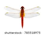 Image of red dragonfly on a white background. Insect. Animal.