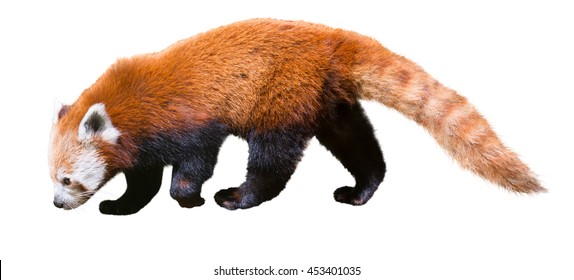 Image Of Red Panda On A White Background