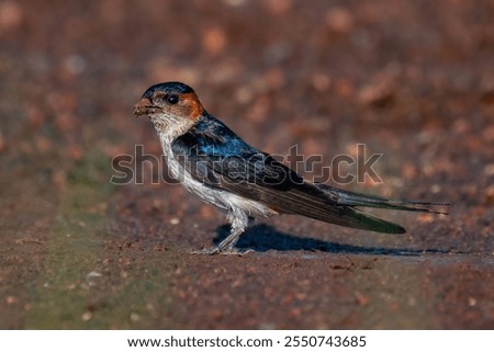 Image of a Red-rumped Swallow