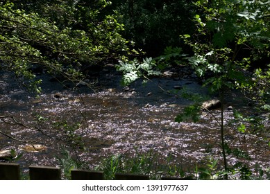 Image Of The River Ayr At Sorn