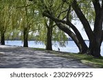 Image of river park path with side trees and water, small dog standing in background