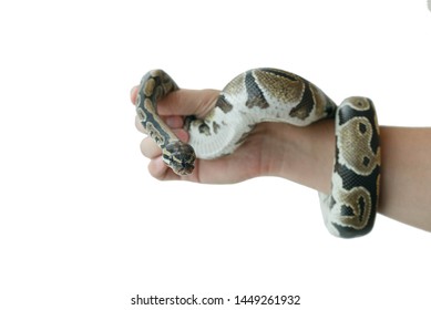 127 Normal ball python Images, Stock Photos & Vectors | Shutterstock