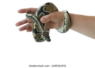 127 Normal ball python Images, Stock Photos & Vectors | Shutterstock