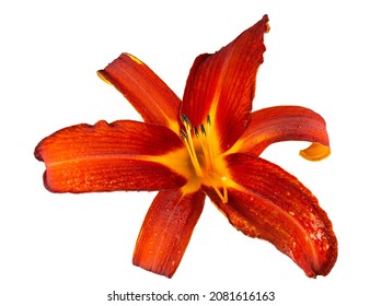 Image of a Ruby Spider Daylily bloom, Hemerocallis, isolated on white background.