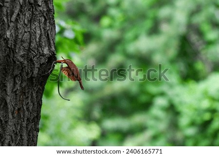 Image of a Ruddy Kingfisher brooding its chicks in a tree nest