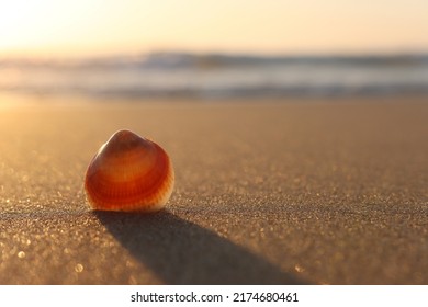 Image Of Sandy Summer Beach And Seashell At Sunset Light