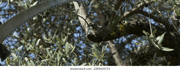 Image of a saw blade cutting through tree branches. Pruning of trees and olive trees in spring. Horizontal banner 
 - Powered by Shutterstock