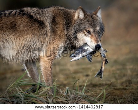 The image says it all, perhaps without the taste. So grateful I was able to capture this magnificent wolf right after the catch! Enjoy :-)